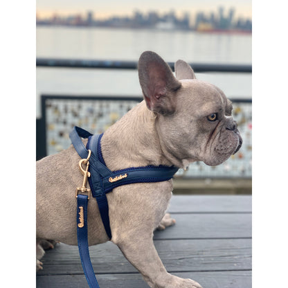 Harnais pour chien Neptune en un clic