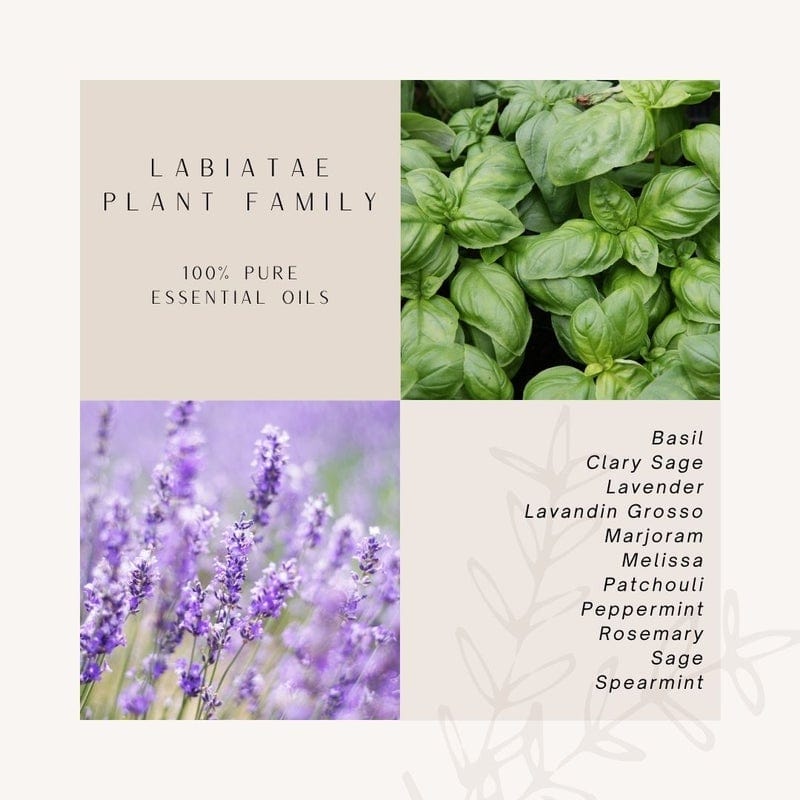 Herb Plant Family | 100 % Pure Essential Oils