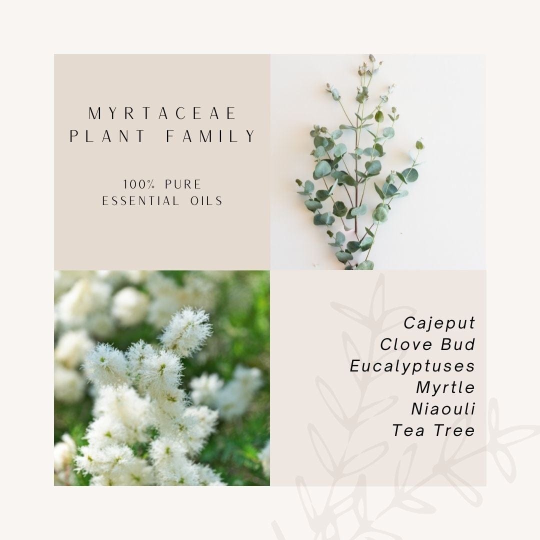 Eucalyptus & Tea Tree Plant Family | 100 % Pure Essential Oils