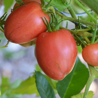 Tomate géante Kootenai de Maida