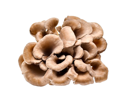 Organic Maitake Mushroom Powder
