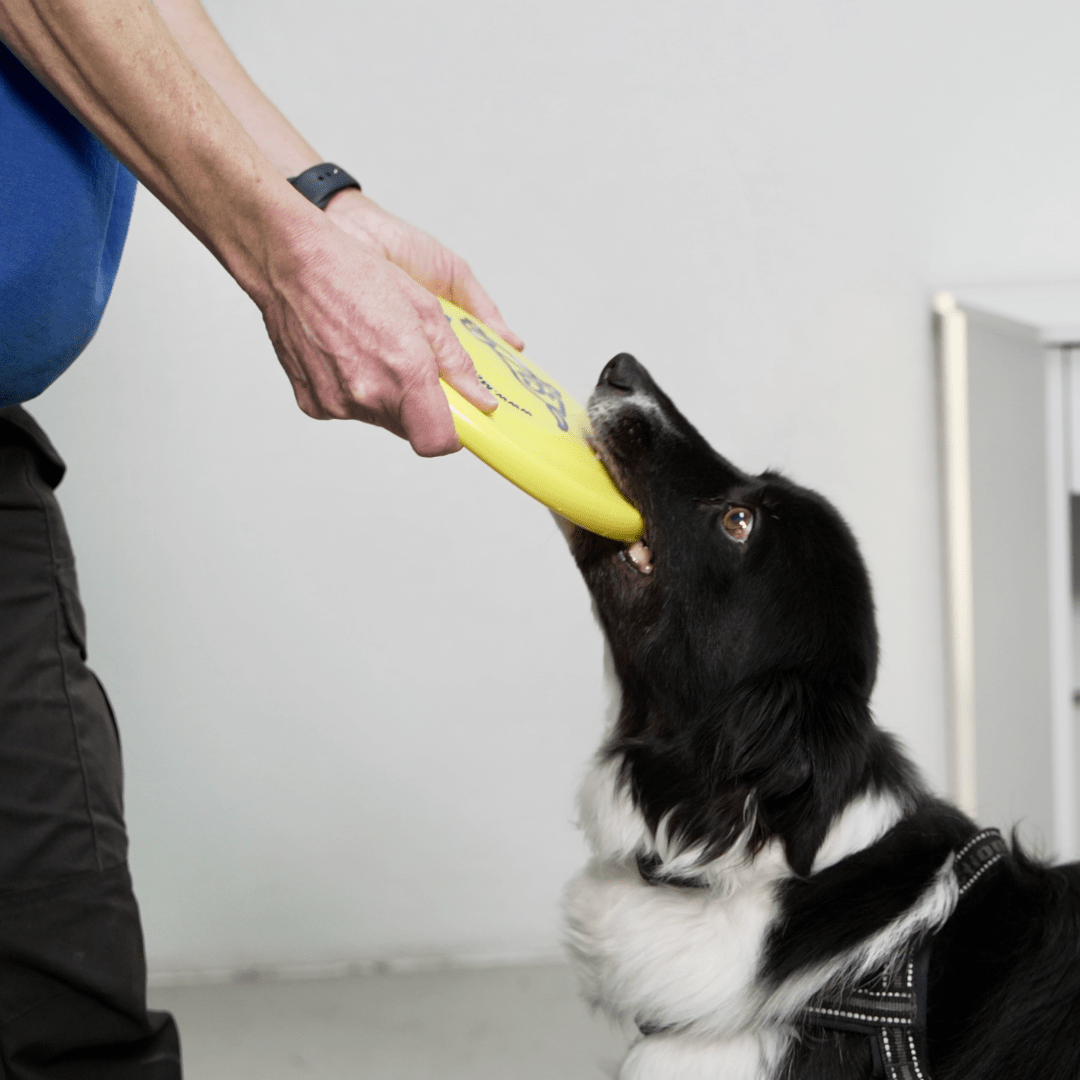 McCann Dogs HyperFlite SofFlite Disc