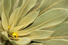 Feuilles de molène