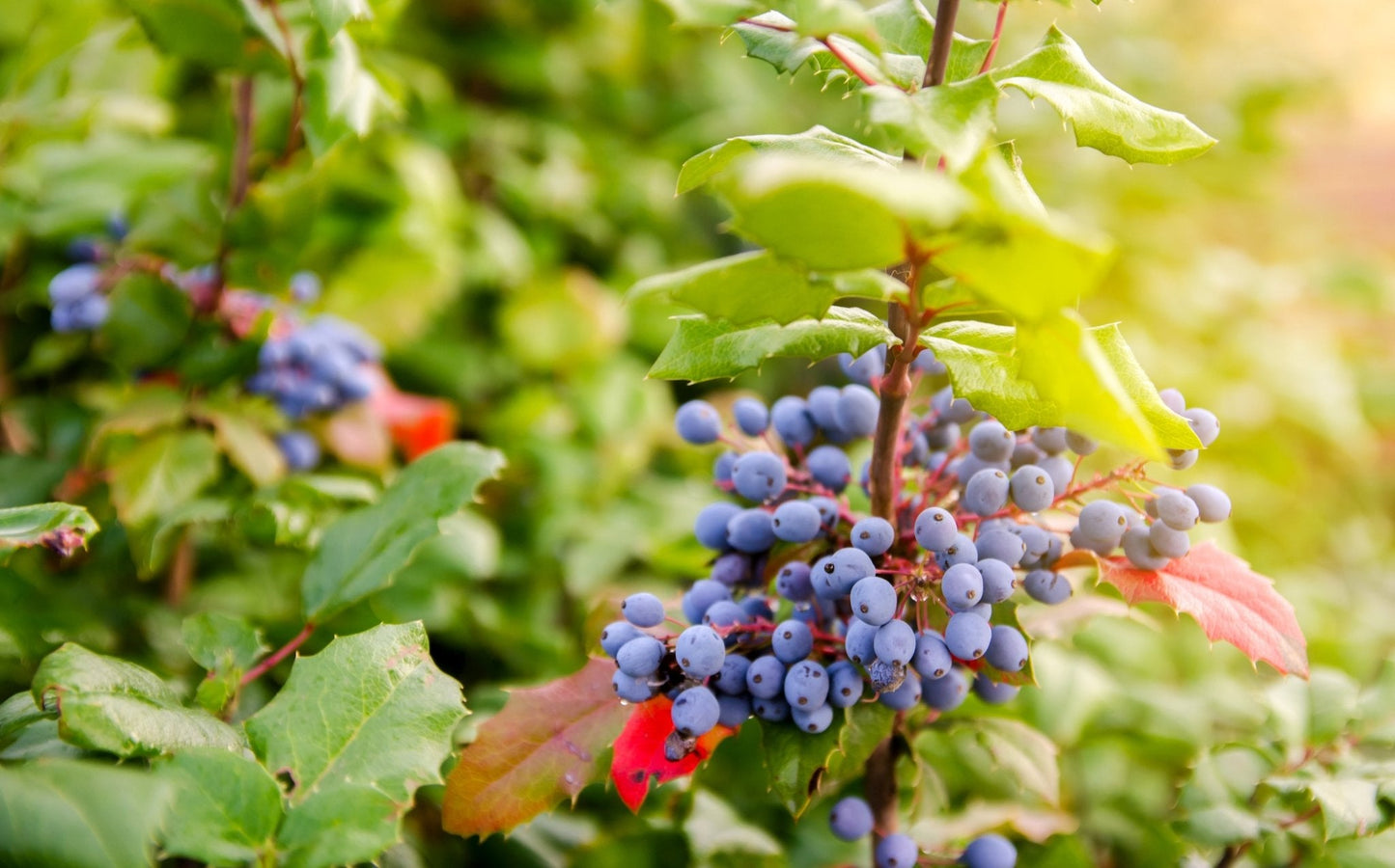 Racine de Mahonia sauvage