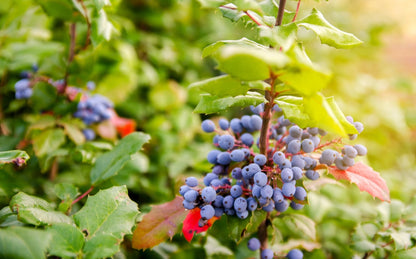 Racine de Mahonia sauvage