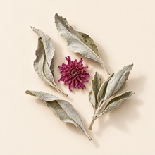 Bâton de sauge blanche et fleur de dahlia