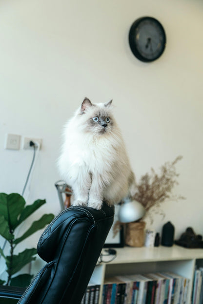 BioThane Cat Collar - Handmade in Quebec