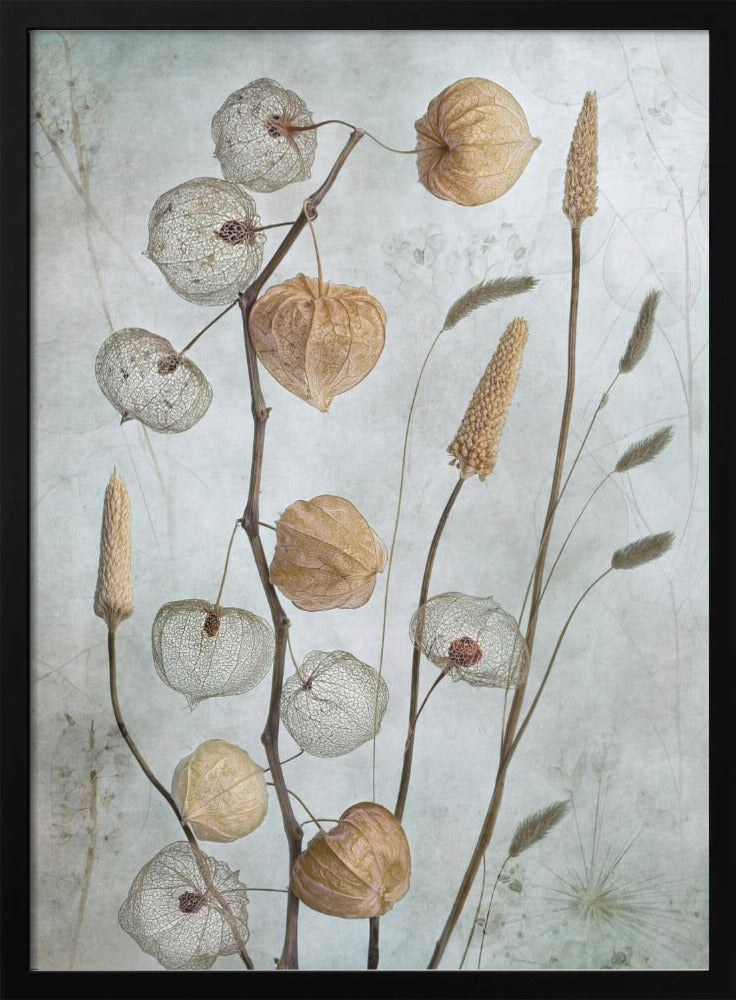 Lanternes*