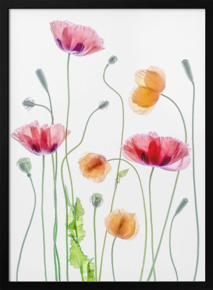 Décoration murale Coquelicots1