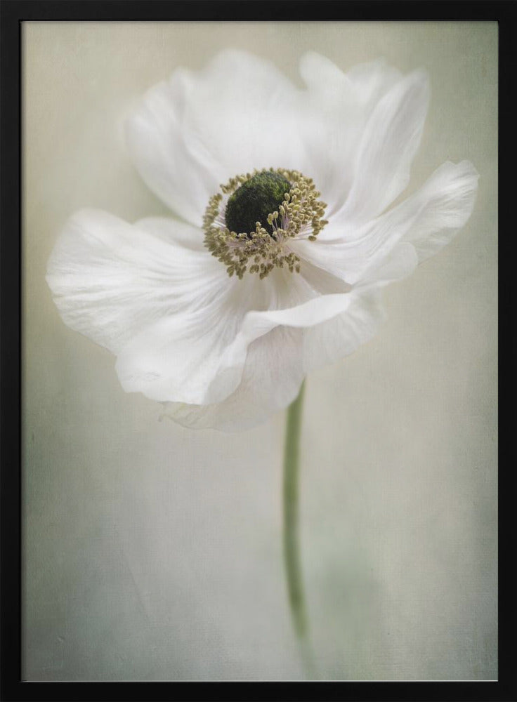 Célibataire blanc