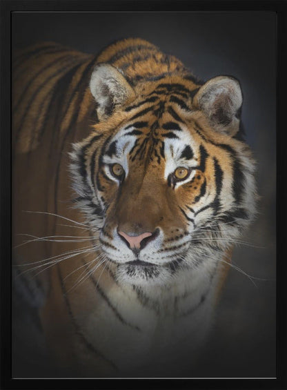 Décoration murale Portrait d'un tigre de Sibérie