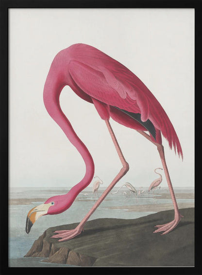 Flamant Rose II de Birds of America (1827)