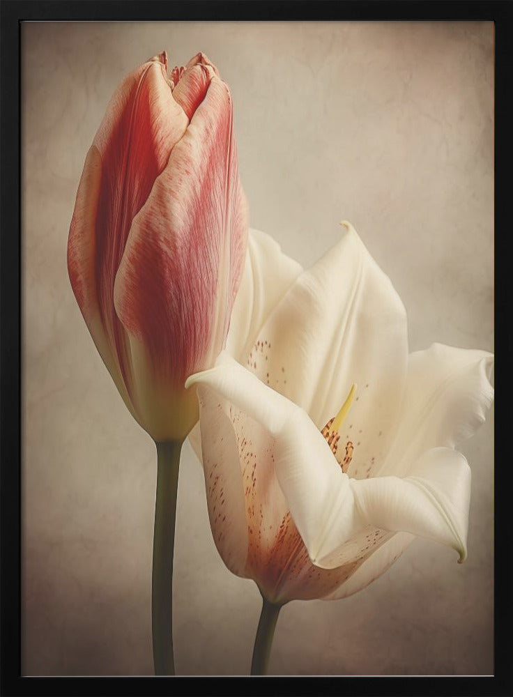 Fleurs Anciennes 3