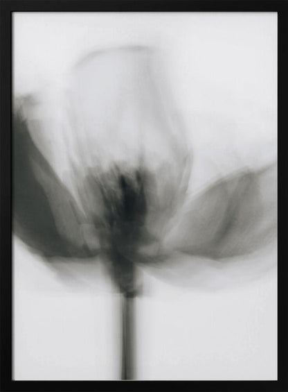 Art mural Tulipe monochrome