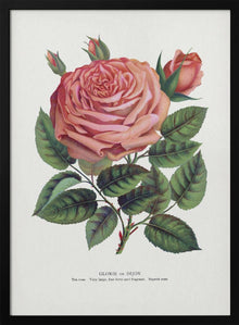 Rose rose, lithographie Glorie De Dijon