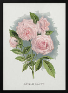 Art mural Rose rose, Lithographie Clothilde Soupert
