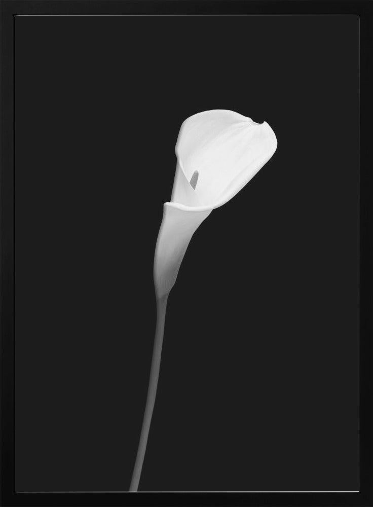 Décoration murale Calla | motif sombre