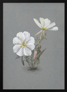 Wall Art Giant Helleborine (1880)