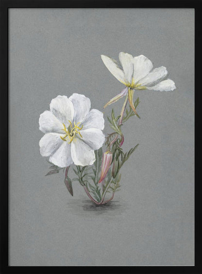 Art mural Helleborine géante (1880)
