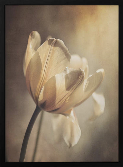 Art mural Tulipe pastel