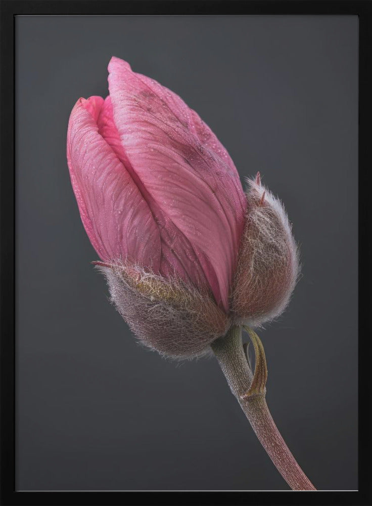 Art mural Tulipe Rose 1