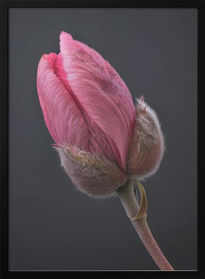 Art mural Tulipe Rose 1