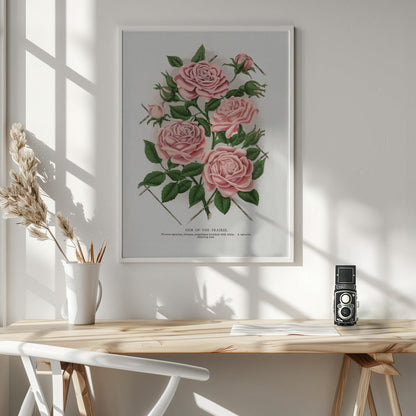Art Mural Rose Rose, Lithographie Gemme de la Prairie