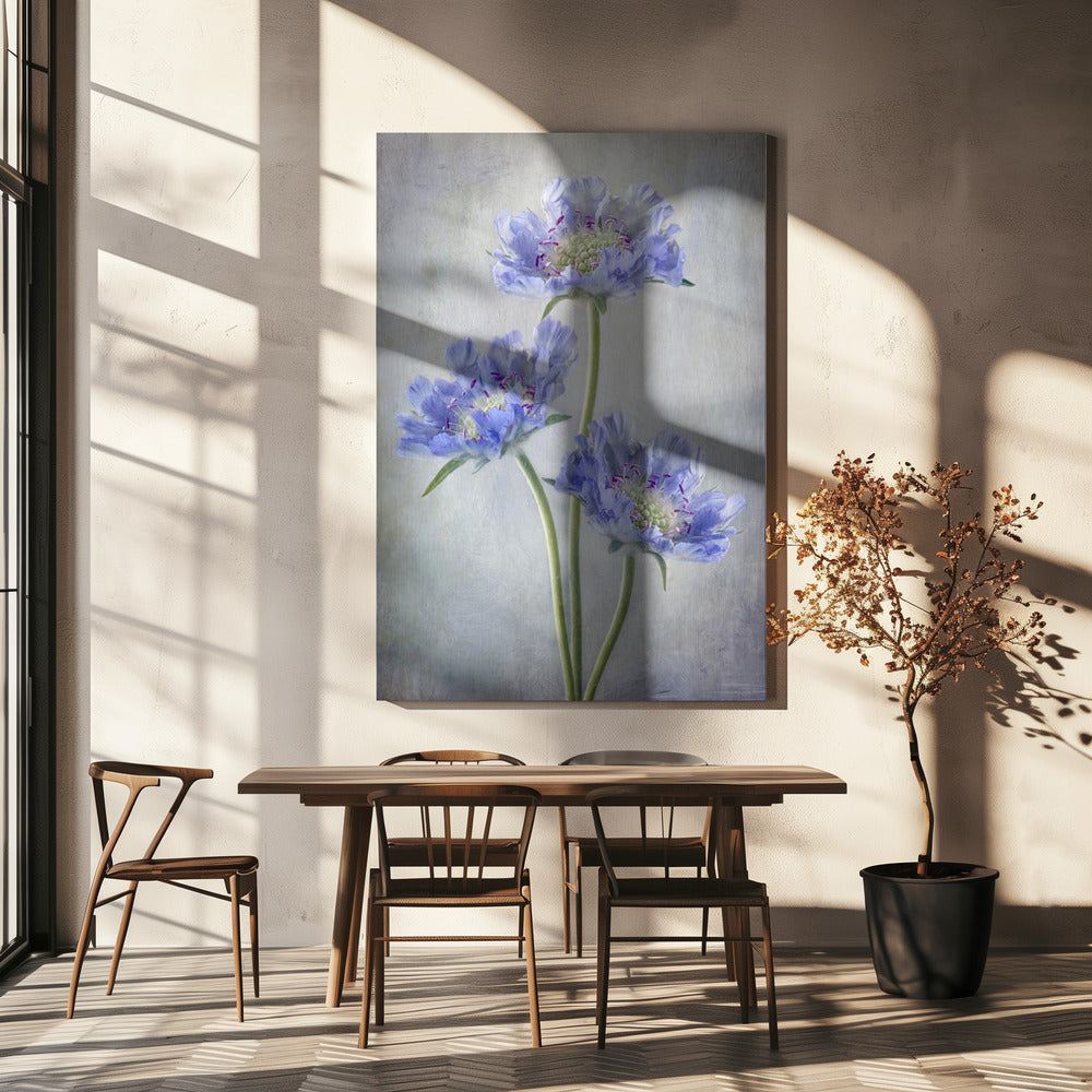 Scabieuse d'Art Mural