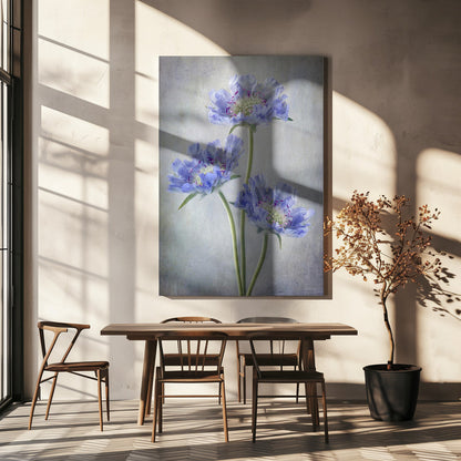 Scabieuse d'Art Mural