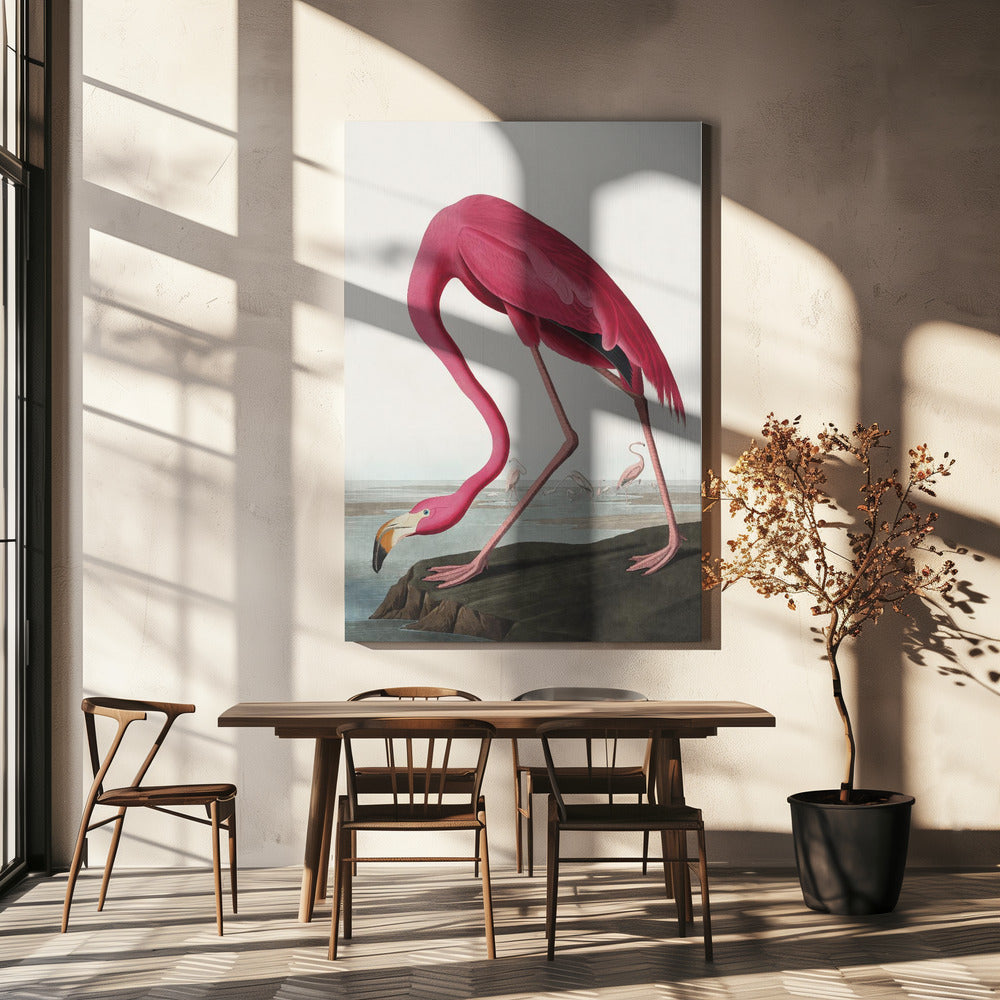 Flamant Rose II de Birds of America (1827)