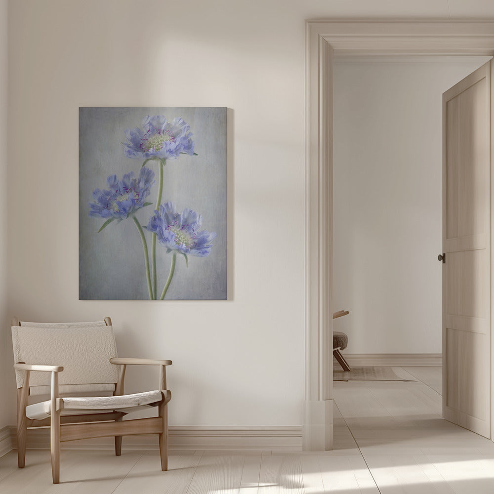 Scabieuse d'Art Mural