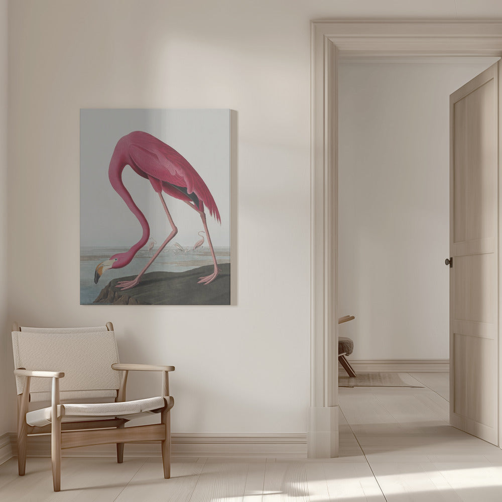 Flamant Rose II de Birds of America (1827)