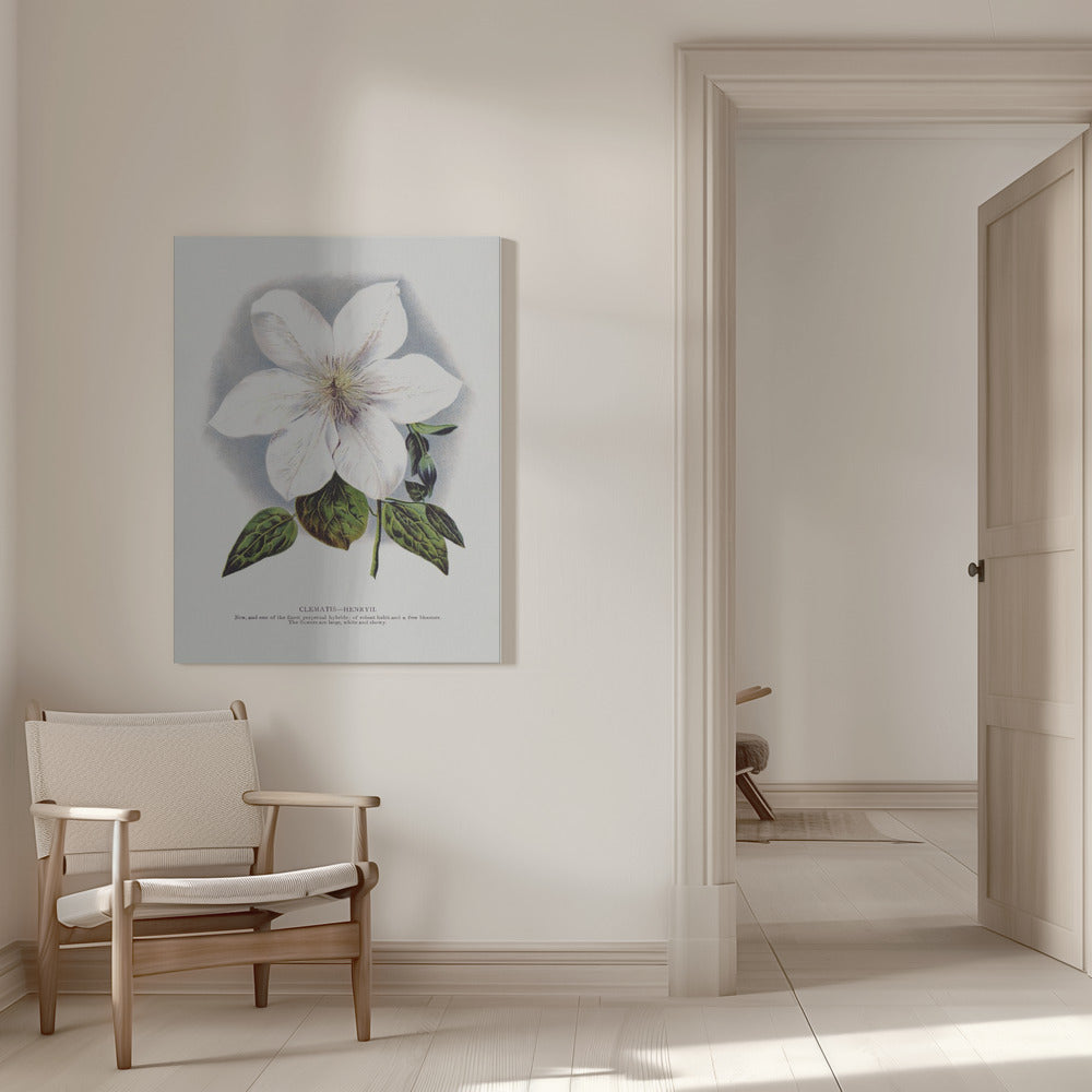 Lithographie murale fleur de clématite