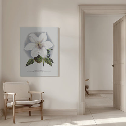 Lithographie murale fleur de clématite