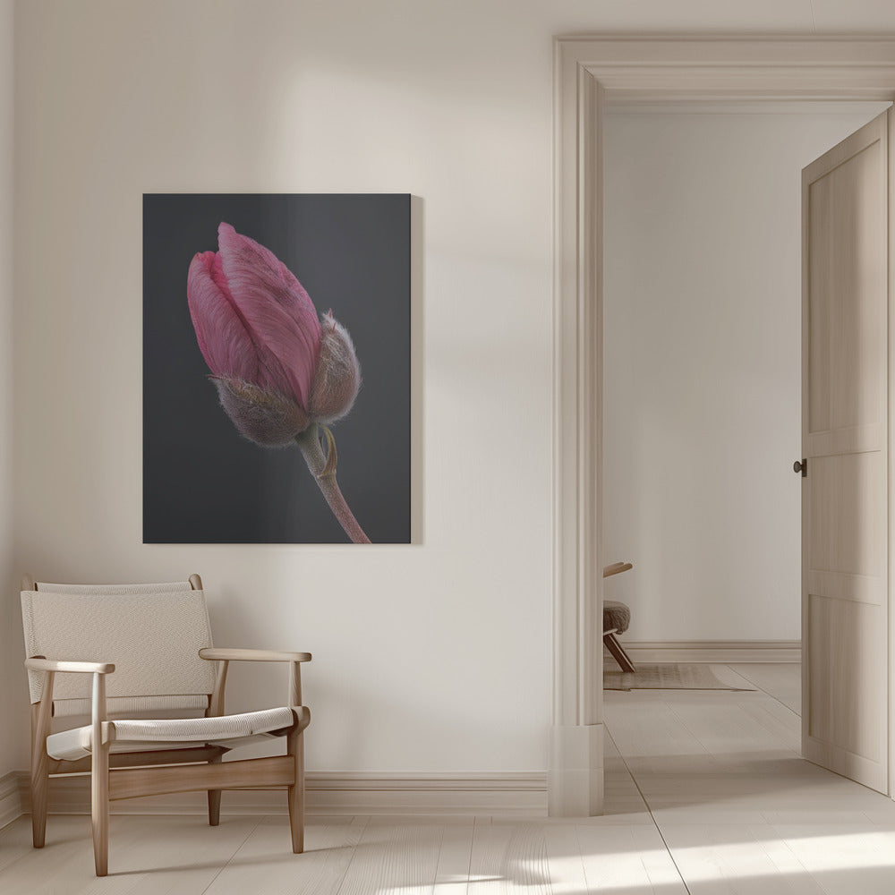 Art mural Tulipe Rose 1