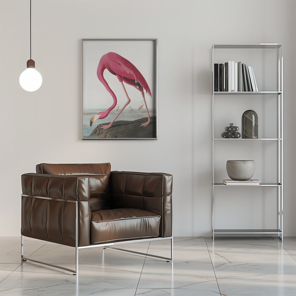 Flamant Rose II de Birds of America (1827)