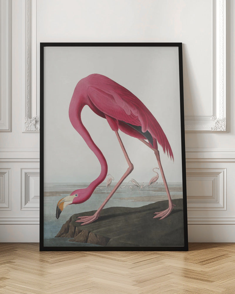 Flamant Rose II de Birds of America (1827)