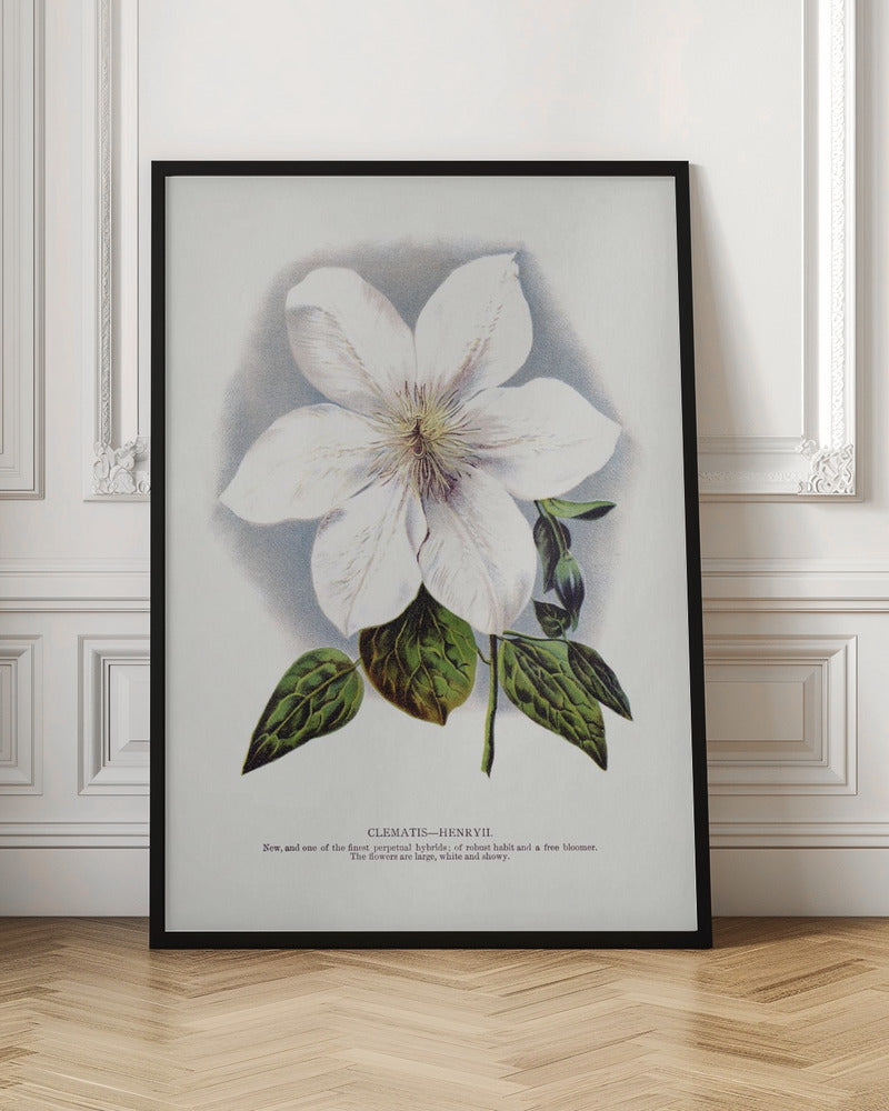 Lithographie murale fleur de clématite