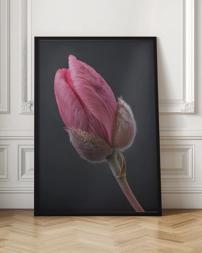 Art mural Tulipe Rose 1