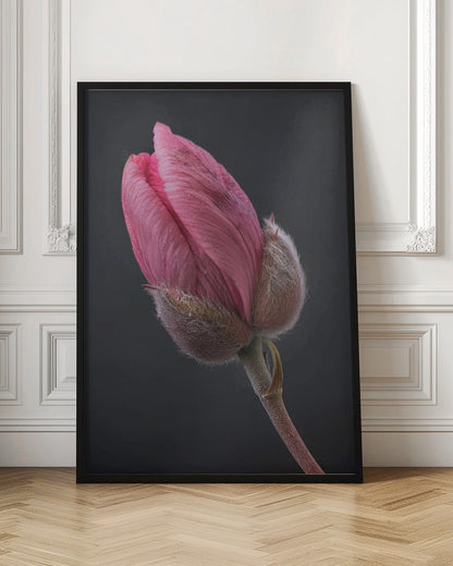 Art mural Tulipe Rose 1