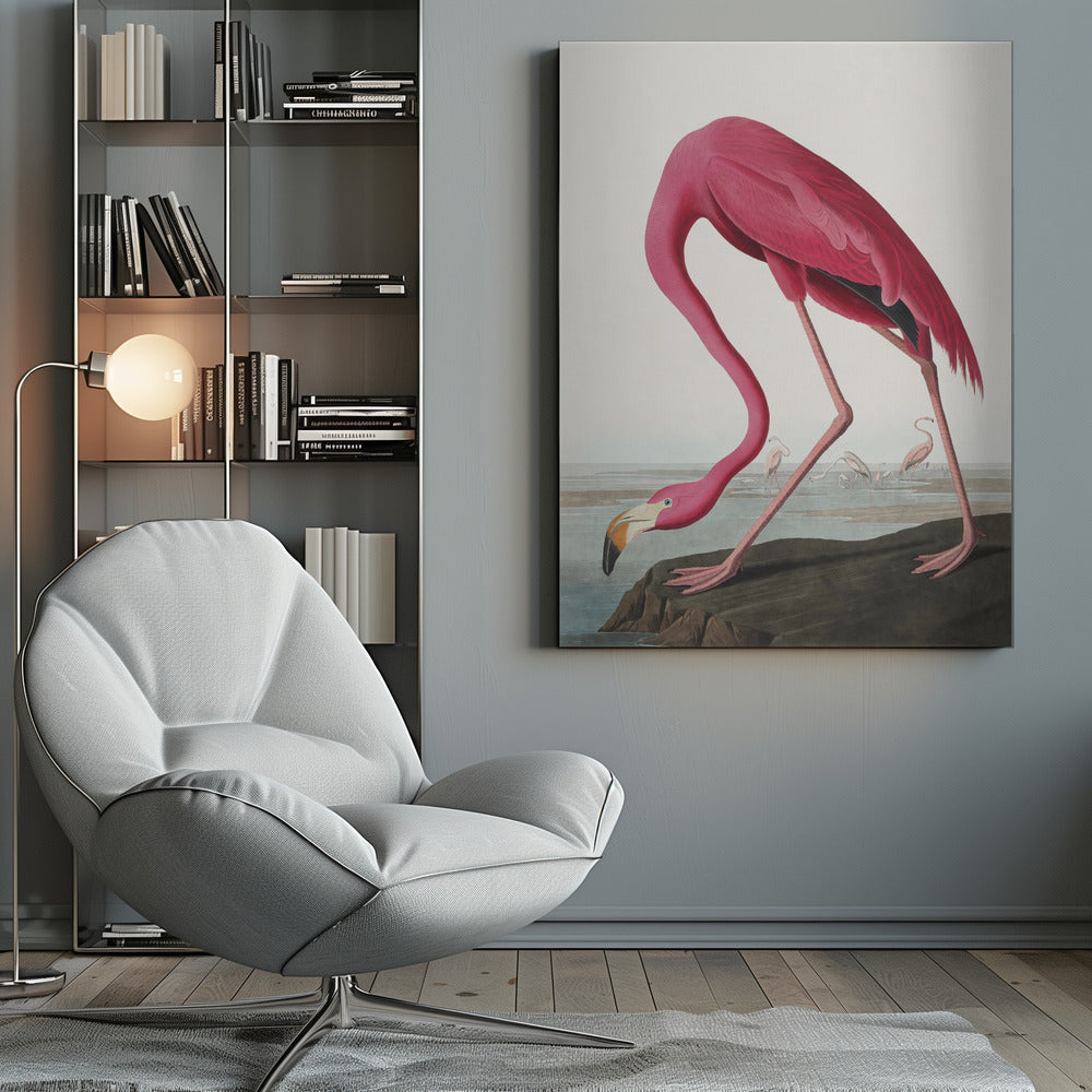 Flamant Rose II de Birds of America (1827)