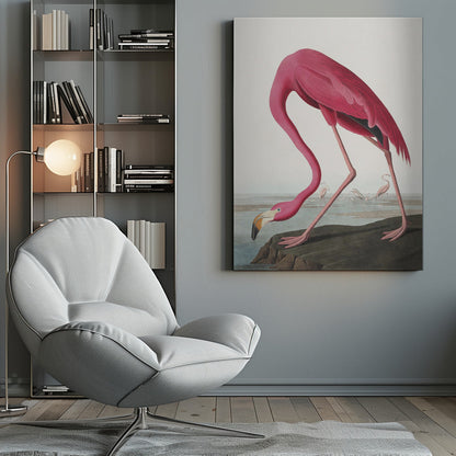 Flamant Rose II de Birds of America (1827)