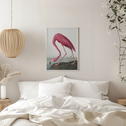 Flamant Rose II de Birds of America (1827)
