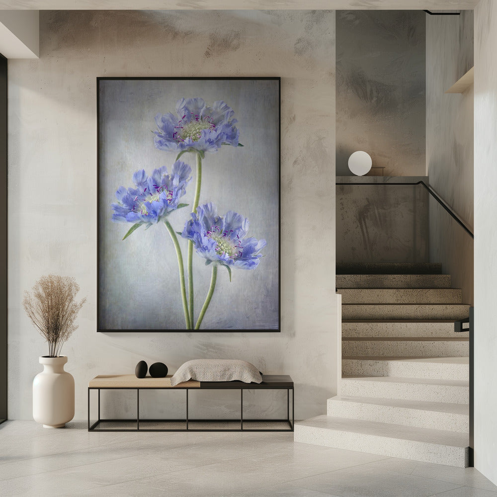 Scabieuse d'Art Mural