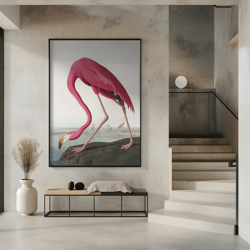 Flamant Rose II de Birds of America (1827)