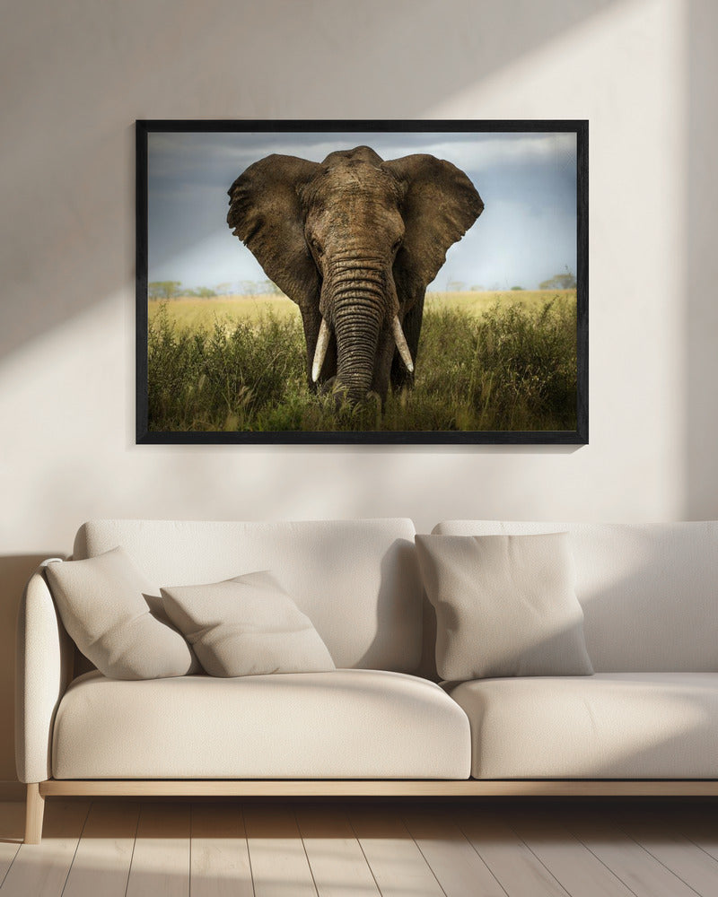 Décoration murale Rencontres au Serengeti. Éléphant