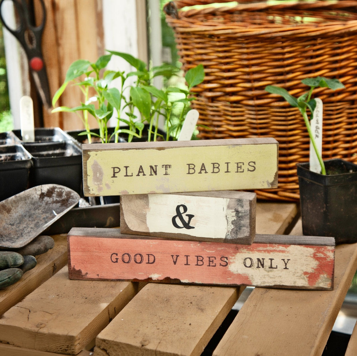 Timber Bit - Medium - Plant Babies