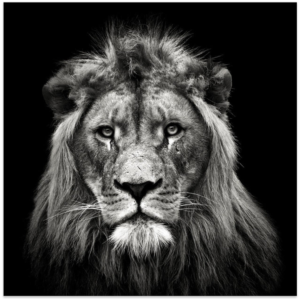 Art mural Impression sur toile jeune lion mâle