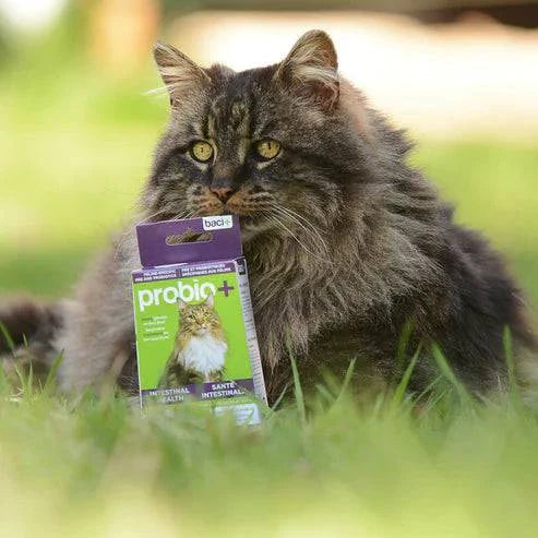 Probio+ – Prébiotiques & Probiotiques Naturels pour Chats & Chaton