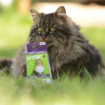 Probio+ – Prébiotiques & Probiotiques Naturels pour Chats & Chaton
